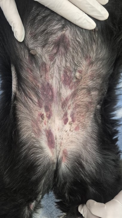 รู้ไหม? จุดแดงเล็กๆ บนตัวน้อง อาจเป็นสัญญาณอันตรายถึงชีวิต!